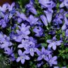 Campanula Portenschlagiana Blue Magic
